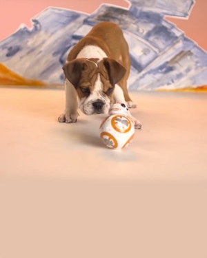 Adorable Puppes Play With STAR WARS BB-8 Droid