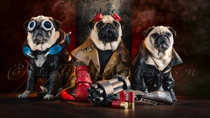 Cool HELLBOY Dog Costumes - Hellpugs