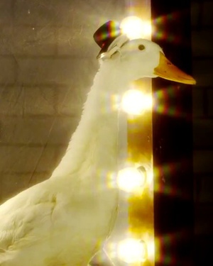 DUCKTALES Theme Song Reimagined with Real Ducks