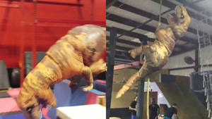 Gymnast + T-Rex Costume = 
