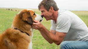 Josh Gad Voices a Reincarnated Dog (Seriously) in A DOG'S PURPOSE Trailer