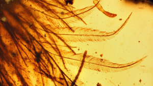 JURASSIC PARK for Real? Scientists Discover Dinosaur Tail (and Feathers!) Trapped in Amber