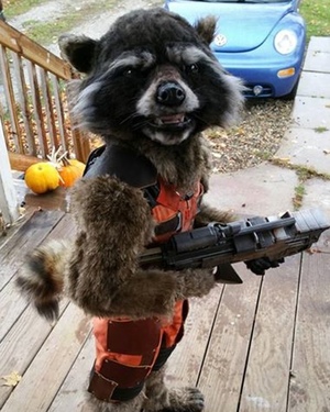 This Awesome Realistic Rocket Raccoon Costume Was Made From Scratch
