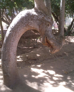 This Tree Looks Like a Freakin' Dragon!