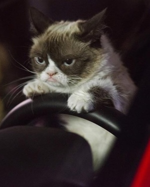 Trailer for GRUMPY CAT'S WORST CHRISTMAS EVER