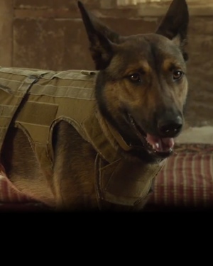 Trailer For MAX, About A Dog Trained To Fight With The Marines