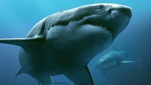 47 METERS DOWN - One Minute Movie Review