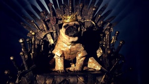 Aww-some GAME OF THRONES Cosplaying Pugs