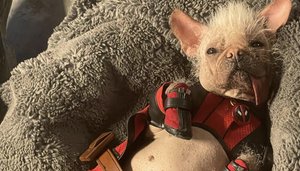 DEADPOOL 3's Dogpool Lets it All Hang Out in New Photo