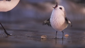 Adorable First Footage from Pixar’s Animated Short PIPER