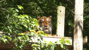 Trailer for Animal Planet's SURVIVNG JOE EXOTIC Doc Which Focuses on the Animals and How They're Doing Now