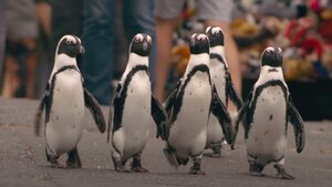 Fun Trailer For PENGUIN TOWN a Doc About The Endangered South African Penguins Narrated By Patton Oswalt