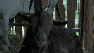 Funko Is Releasing Black Phillip From THE WITCH