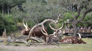 Get Ready to Explore Animal Care with a New Trailer for MAGIC OF DISNEY'S ANIMAL KINGDOM