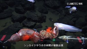 Here's What Fish At The Deepest Part Of The Ocean Look Like