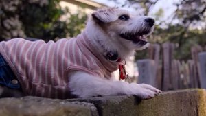 If You're a Dog Lover, You'll Want To Watch This Trailer For Netflix's DOGS