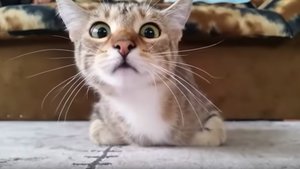 Kitten Intensely Watches and Reacts to Horror Movies in These Hilarious Videos