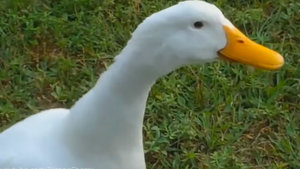 Listen: Ducks (and Other Animals) 