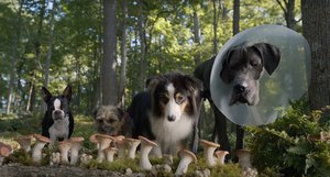 New Trailer for the Raunchy R-Rated Live-Action Dog Comedy STRAYS