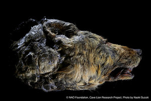 Preserved Head of 30,000 Year Old Wolf Discovered in Siberia