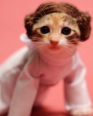 Princess Leia Kitty Cosplay