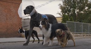 Red-Band Trailer for the R-Rated Dog Revenge Comedy STARYS with Will Ferrell and Will Forte