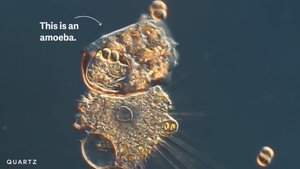 See The Beauty Of The Microscopic World In This Neat Video