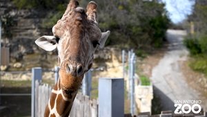 The San Antonio Zoo Is Attempting To Save Geoffrey The Giraffe Following Toys R' Us' Closing