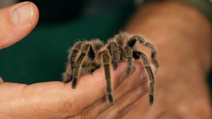 The World's Oldest Spider Is Dead At 43