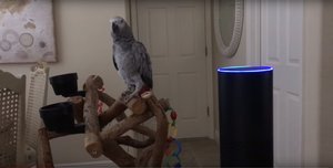 This Parrot Turns Lights on with Amazon Echo