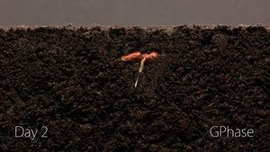 Time-Lapse Of A Bean Growing Will Make You Realize Nature Is Amazing