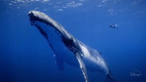 Trailer For Nat Geo's Documentary Special Event Miniseries SECRETS OF THE WHALES