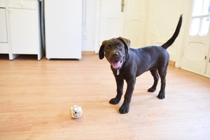 Video: Dog Freaks Out Playing With a BB-8