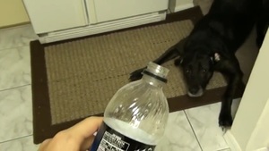 Video: Dog is Horrified of Mountain Dew