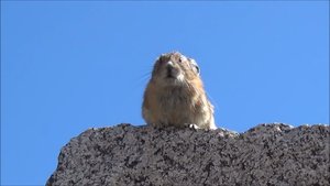 Video Editor Makes Pika Perform Vocal Warm-Ups Like Freddie Mercury