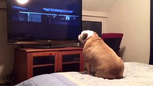 Watch: Bulldog Gets Crazy Watching Horror Movie