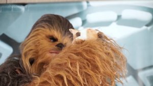 Watch Chewbacca Play With Kittens In Adorable Video