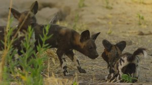 Watch This Cute Robot Puppy Make Friends With Wild Dogs