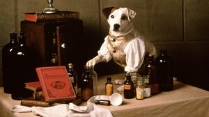 WISHBONE Film in Development Based on the 1990s PBS Series About the Literary Jack Russell Terrier